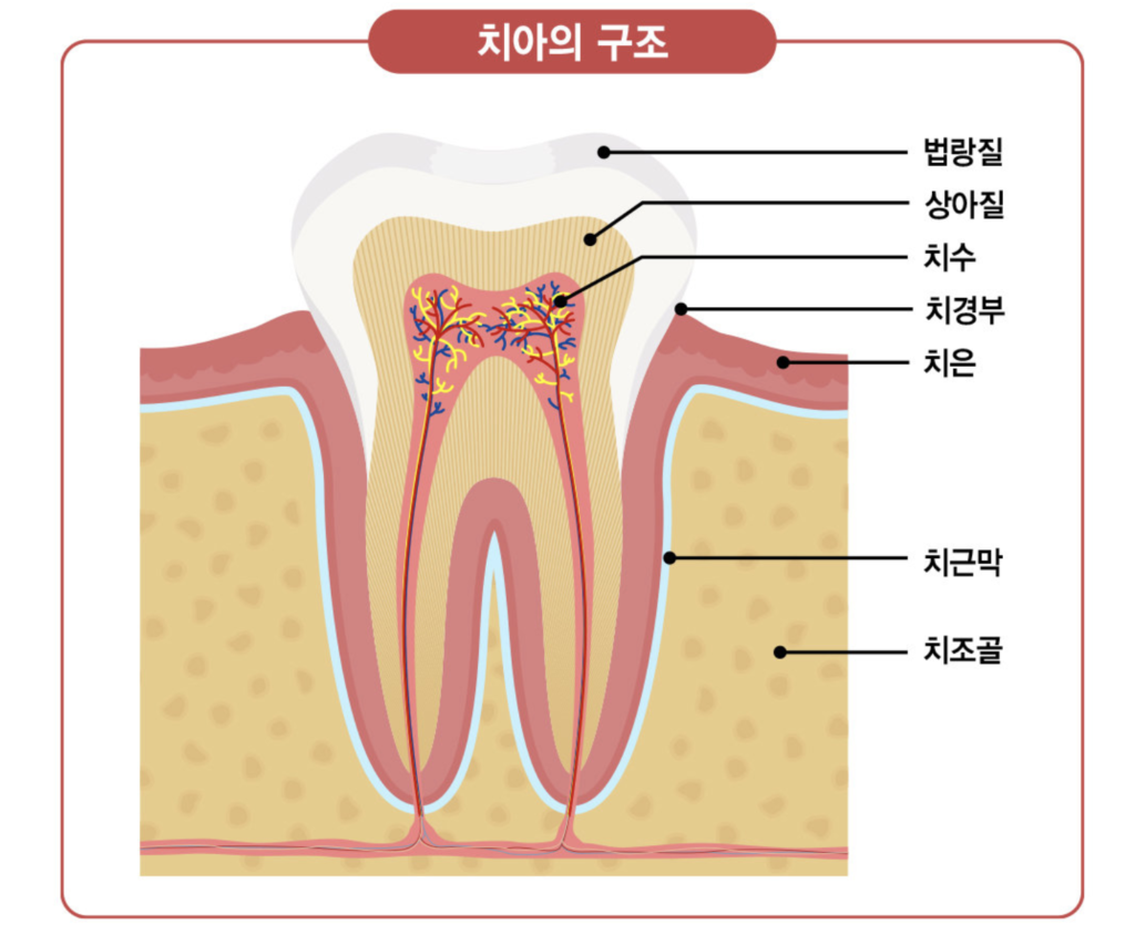 치아의 구조