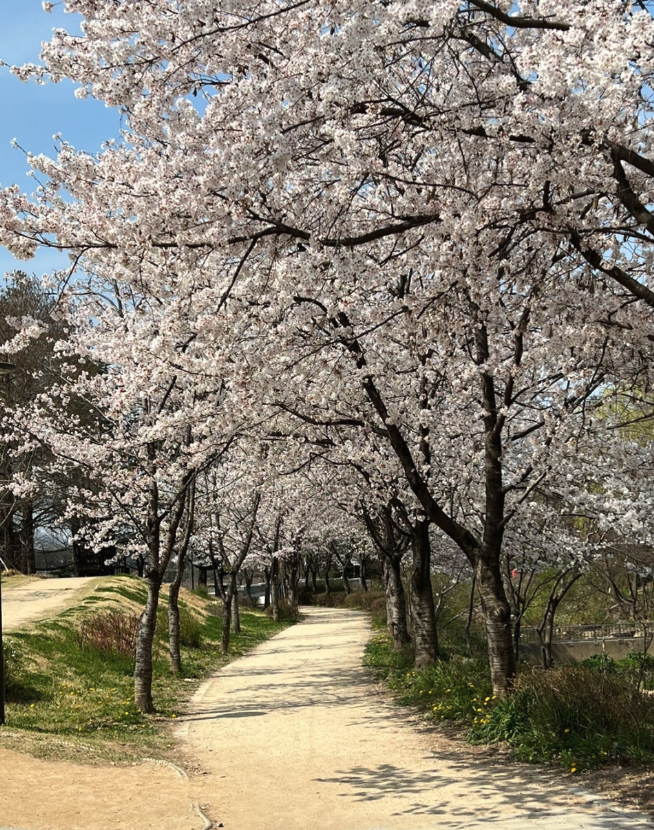 전주 덕진공원 벚꽃