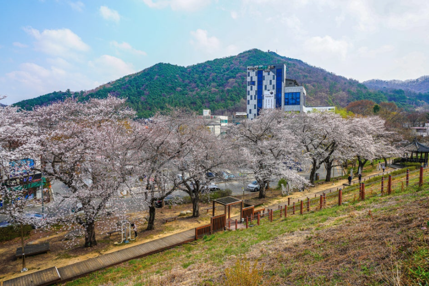전주 아중호수 벚꽃 둘레길